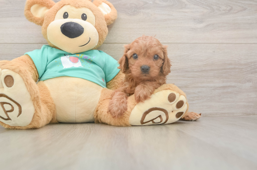 5 week old Cavapoo Puppy For Sale - Seaside Pups