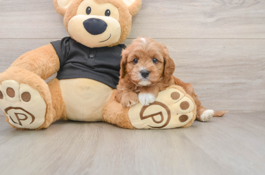 Best Cavapoo Baby