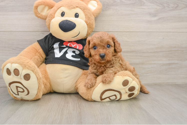 Petite Cavapoo Poodle Mix Pup
