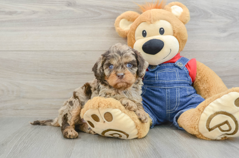 5 week old Cavapoo Puppy For Sale - Seaside Pups