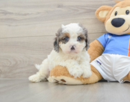 8 week old Cavapoo Puppy For Sale - Seaside Pups