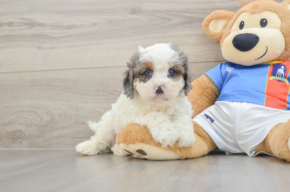 6 week old Cavapoo Puppy For Sale - Seaside Pups