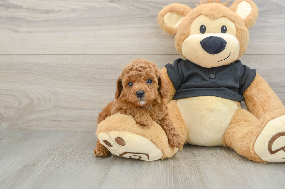 7 week old Cavapoo Puppy For Sale - Seaside Pups