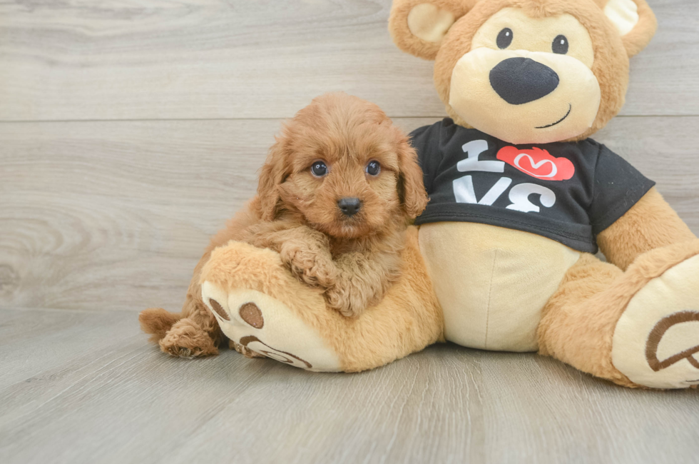 6 week old Cavapoo Puppy For Sale - Seaside Pups