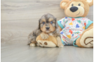 Cavapoo Pup Being Cute