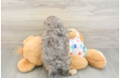 Energetic Cavoodle Poodle Mix Puppy