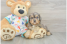 Energetic Cavoodle Poodle Mix Puppy