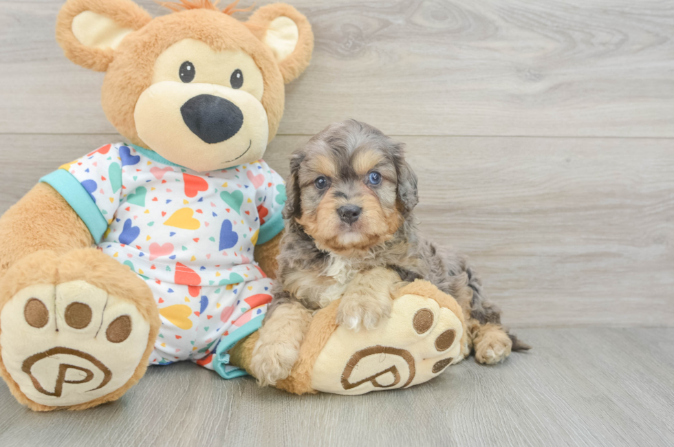 5 week old Cavapoo Puppy For Sale - Seaside Pups