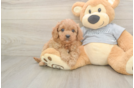 Popular Cavapoo Poodle Mix Pup