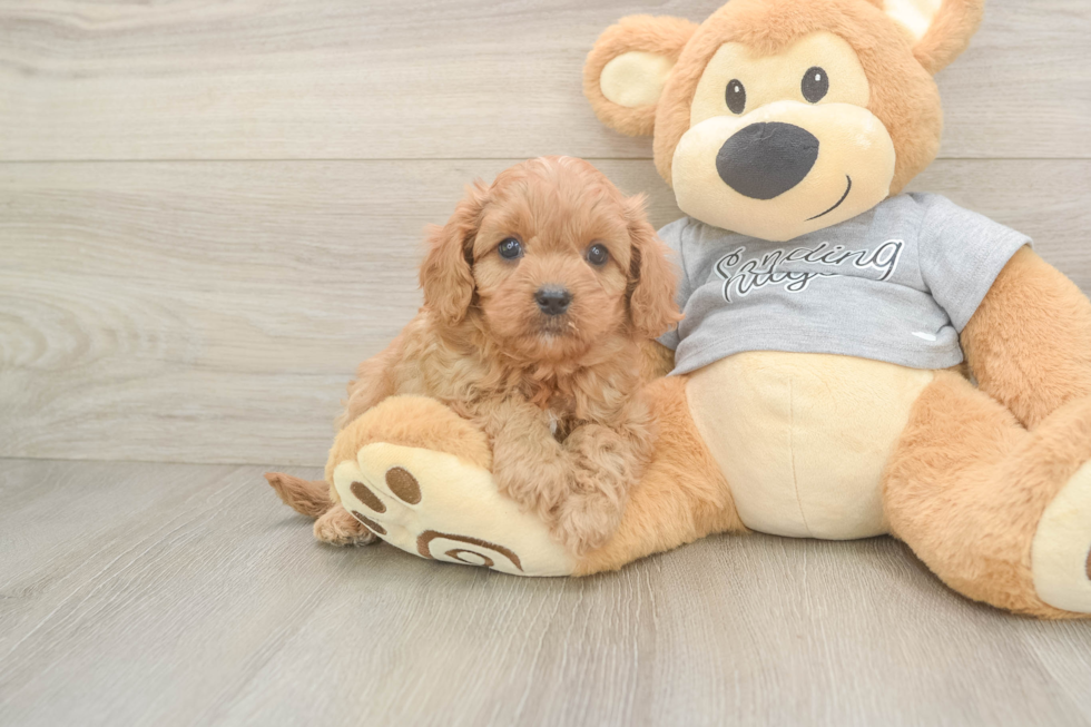Popular Cavapoo Poodle Mix Pup