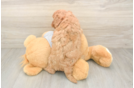 Cavapoo Pup Being Cute
