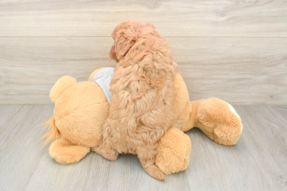 Cavapoo Pup Being Cute