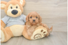 Small Cavapoo Baby