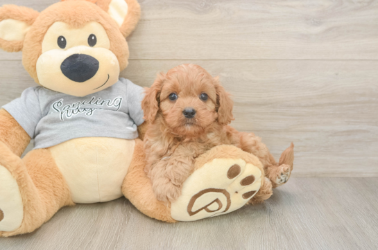 Small Cavapoo Baby
