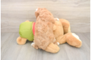 Cavapoo Puppy for Adoption