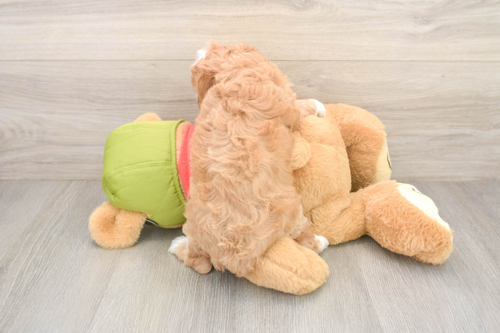 Cavapoo Puppy for Adoption