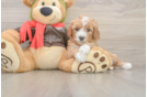 Cavapoo Pup Being Cute