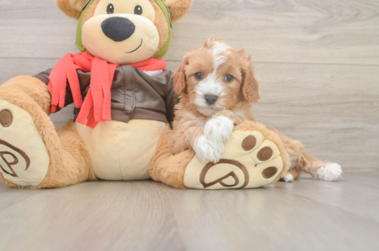 Cavapoo Pup Being Cute