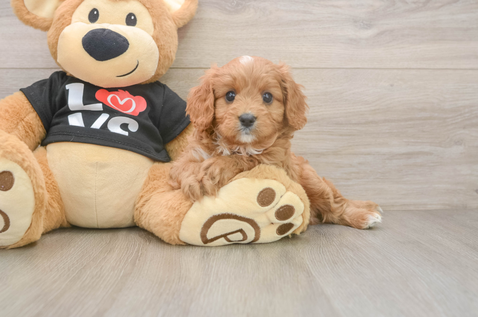 6 week old Cavapoo Puppy For Sale - Seaside Pups
