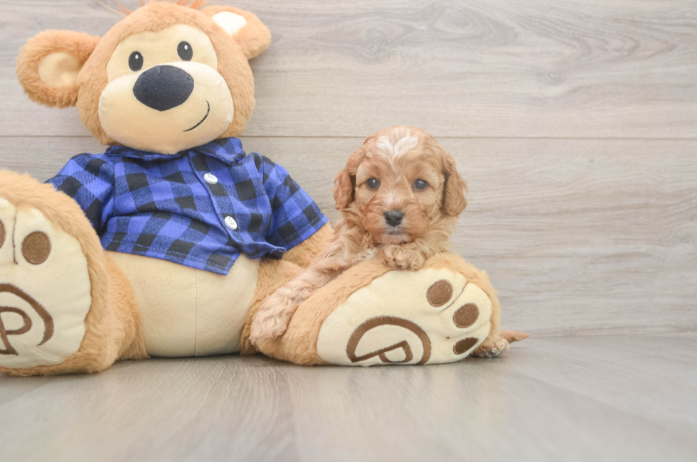 5 week old Cavapoo Puppy For Sale - Seaside Pups