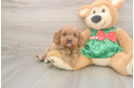 Cavapoo Puppy for Adoption