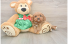 Funny Cavapoo Poodle Mix Pup