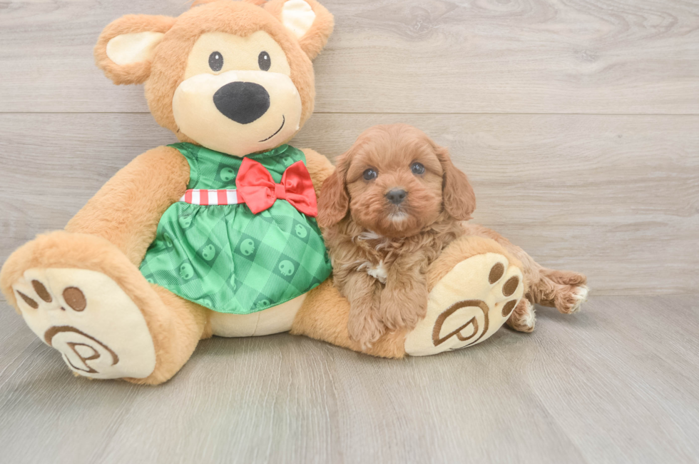 6 week old Cavapoo Puppy For Sale - Seaside Pups