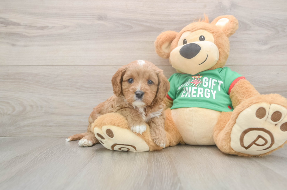 5 week old Cavapoo Puppy For Sale - Seaside Pups