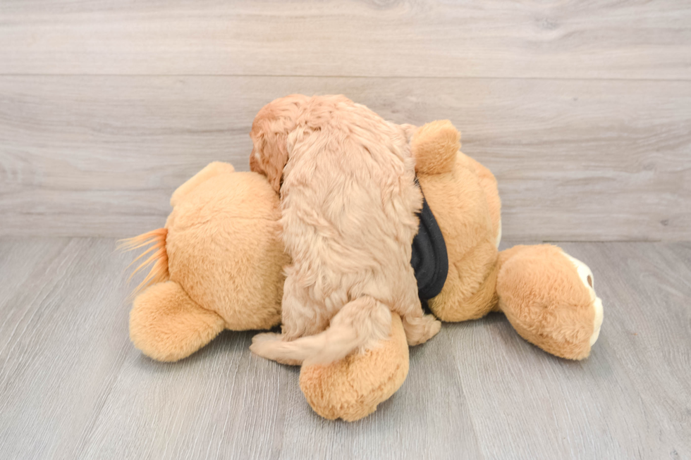 Funny Cavapoo Poodle Mix Pup