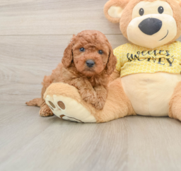 6 week old Cavapoo Puppy For Sale - Seaside Pups