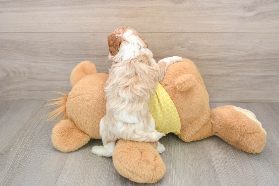 Best Cavapoo Baby