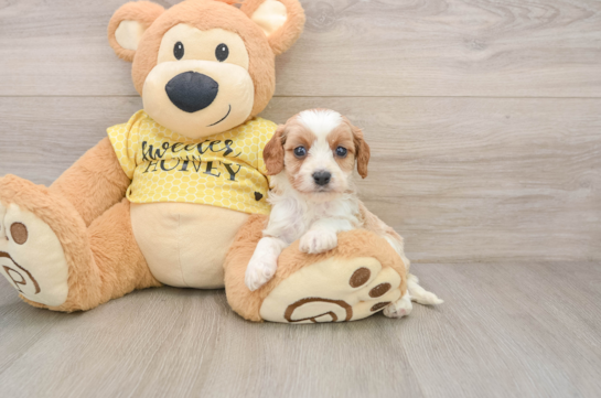 Little Cavipoo Poodle Mix Puppy