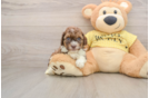 Popular Cavapoo Poodle Mix Pup