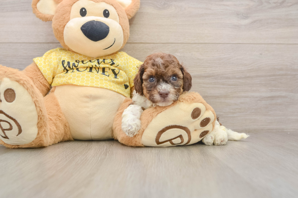 Best Cavapoo Baby