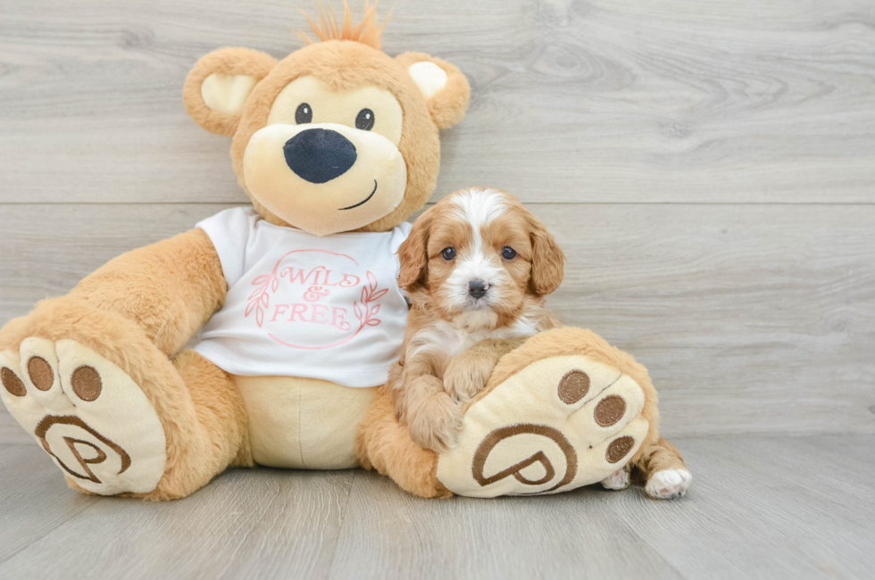 5 week old Cavapoo Puppy For Sale - Seaside Pups