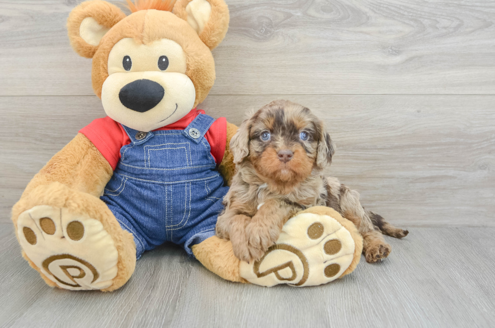 5 week old Cavapoo Puppy For Sale - Seaside Pups