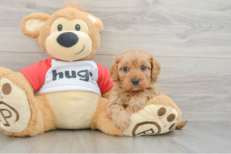 Energetic Cavoodle Poodle Mix Puppy