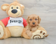 7 week old Cavapoo Puppy For Sale - Seaside Pups