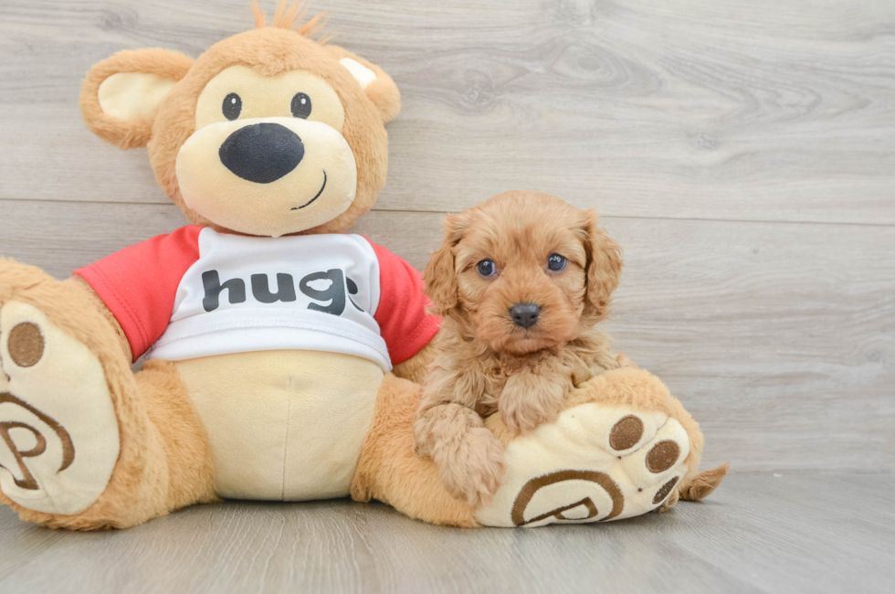8 week old Cavapoo Puppy For Sale - Seaside Pups