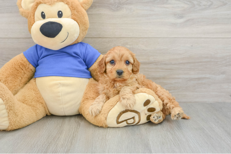 Best Cavapoo Baby