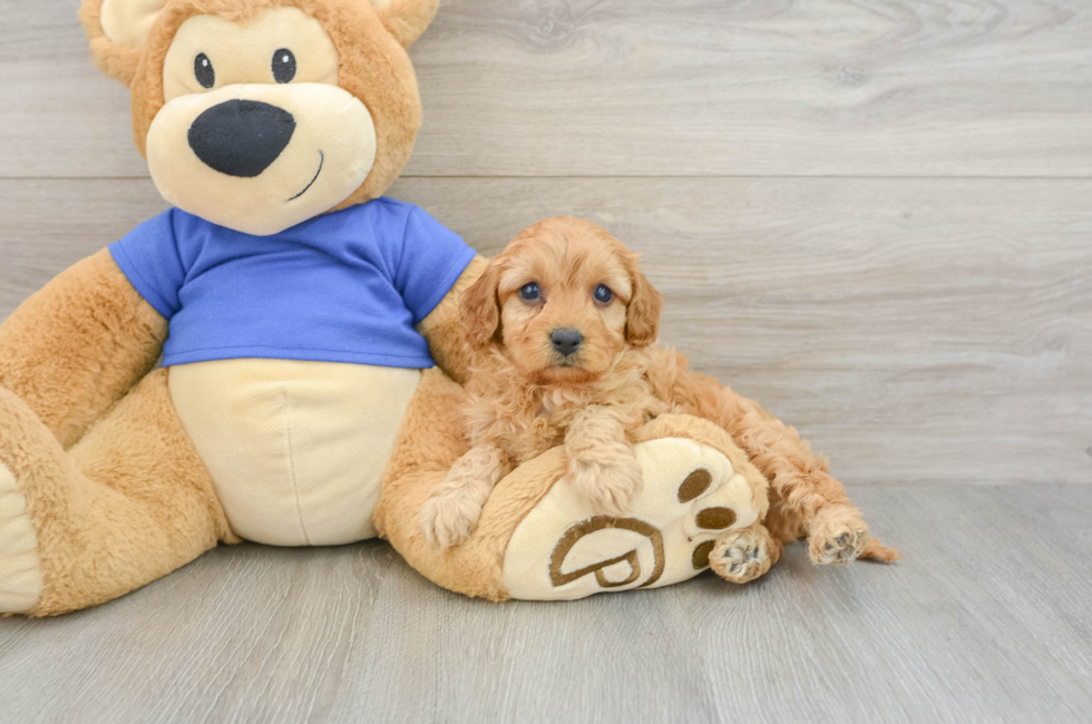 7 week old Cavapoo Puppy For Sale - Seaside Pups