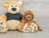 8 week old Cavapoo Puppy For Sale - Seaside Pups
