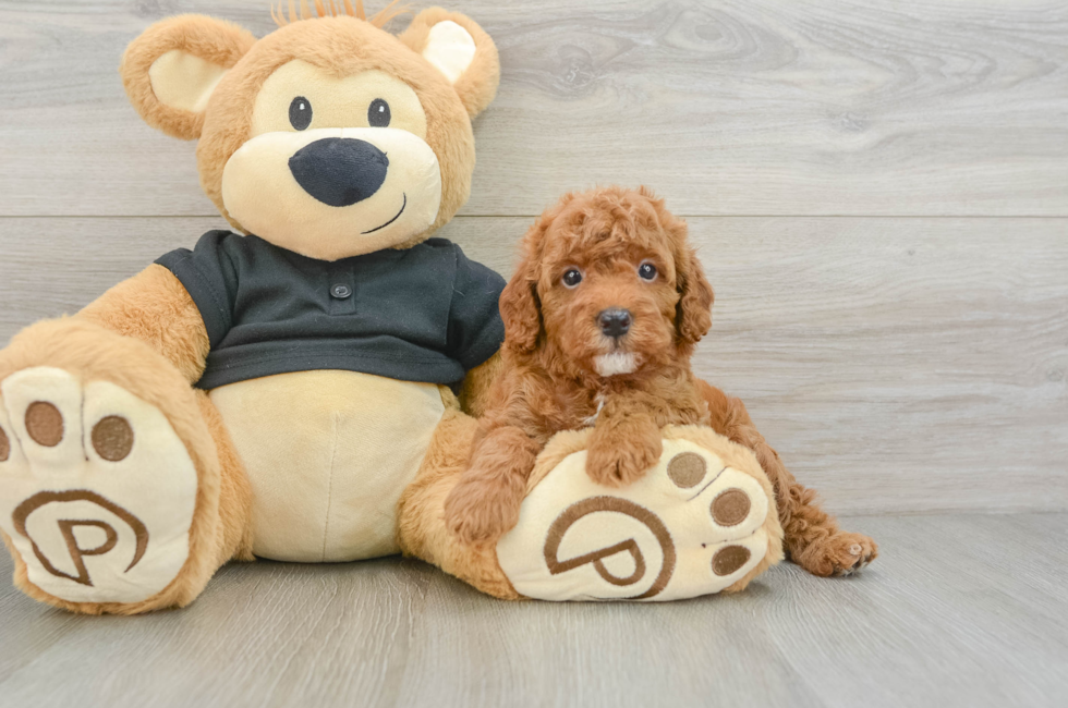 7 week old Cavapoo Puppy For Sale - Seaside Pups