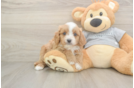 Best Cavapoo Baby