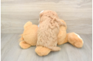 Cavapoo Pup Being Cute