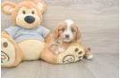 Cavapoo Pup Being Cute