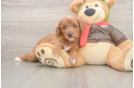 Playful Cavapoodle Poodle Mix Puppy