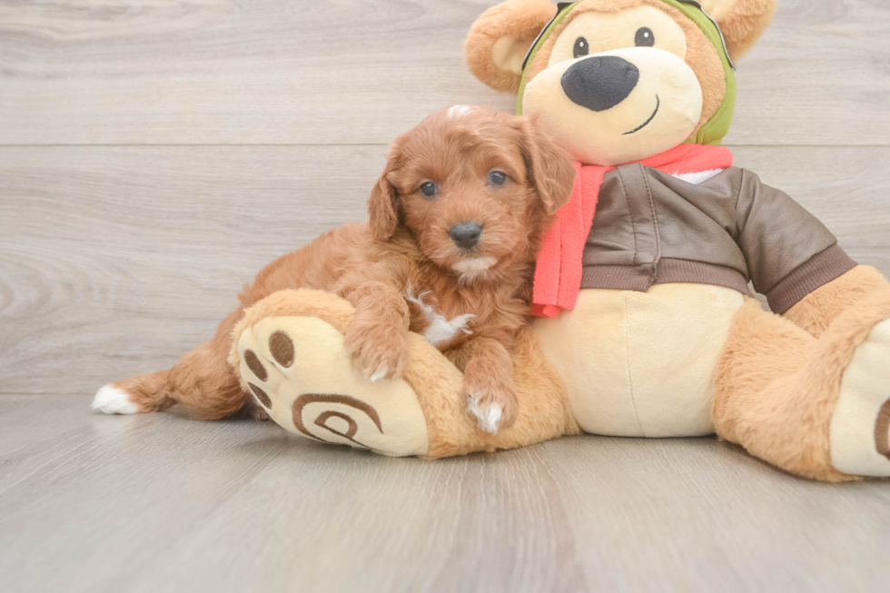 Playful Cavapoodle Poodle Mix Puppy