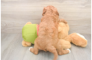 Energetic Cavoodle Poodle Mix Puppy