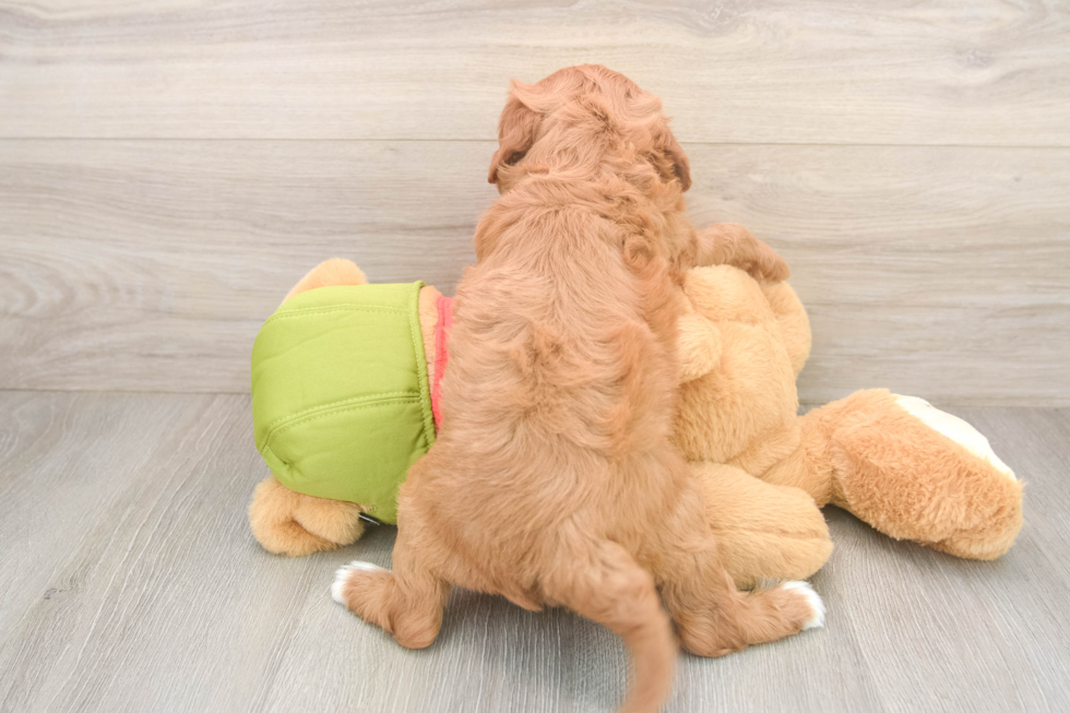 Energetic Cavoodle Poodle Mix Puppy
